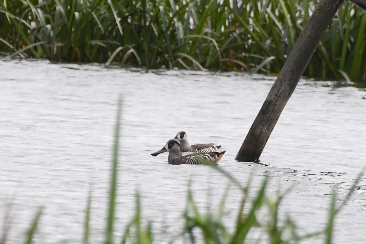 Pink-eared Duck - ML620205480