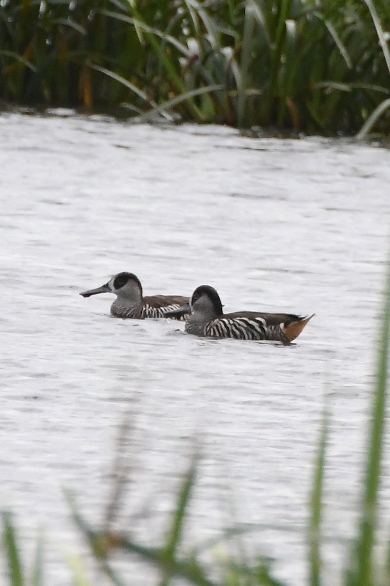 Pink-eared Duck - ML620205481