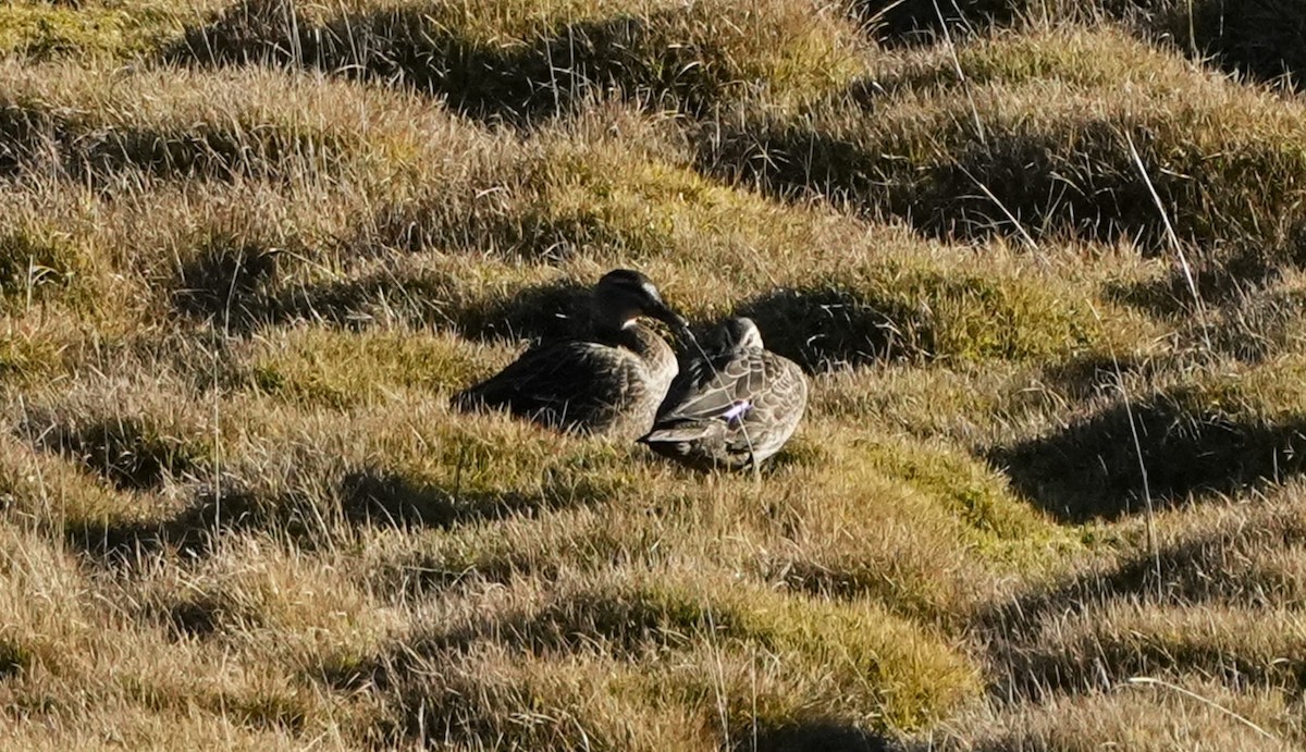 Pacific Black Duck - ML620205483