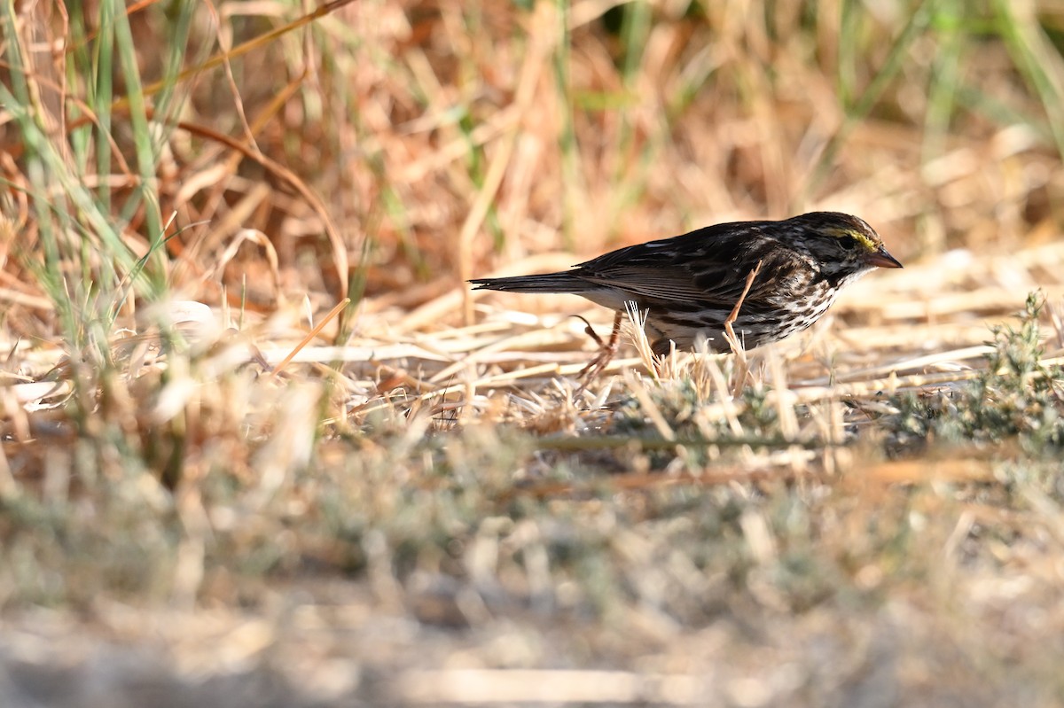 Savannah Sparrow - ML620205484