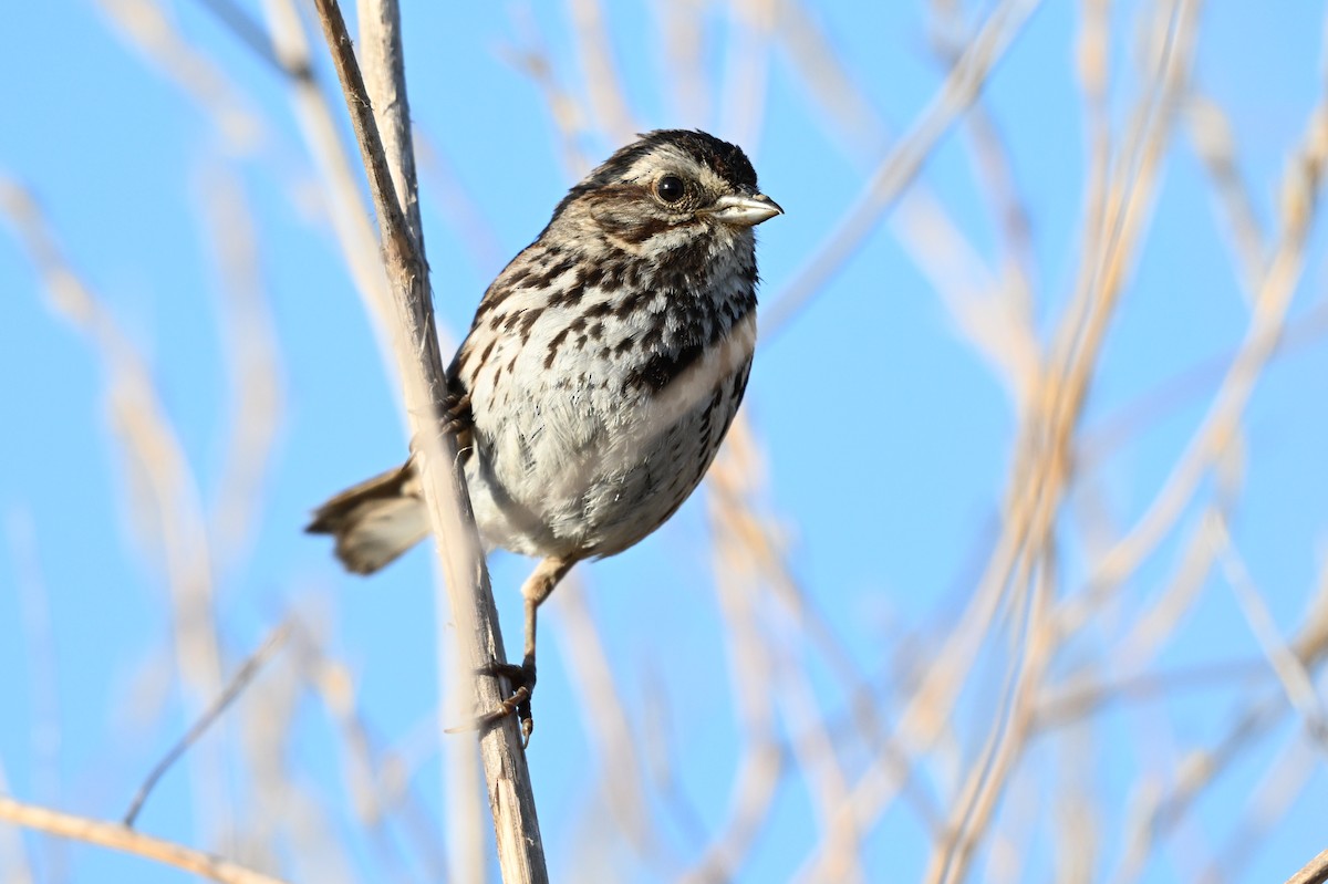 Song Sparrow - ML620205489