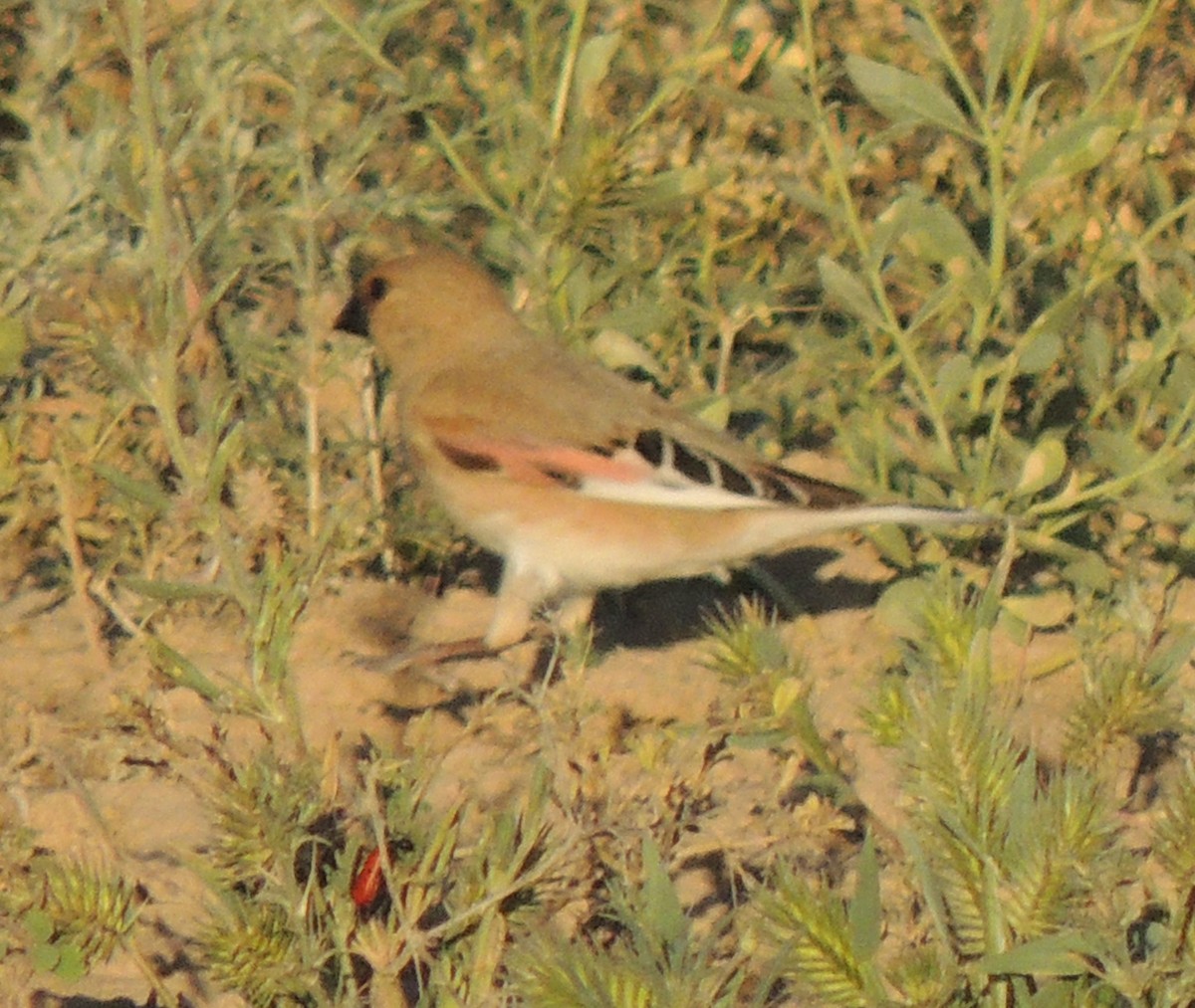 Desert Finch - Mark Easterbrook