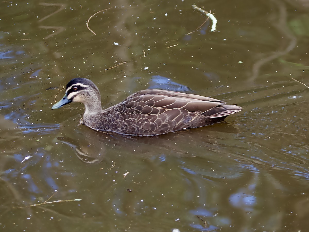 Canard à sourcils - ML620205511