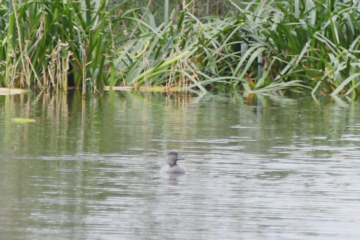 Érismature à barbillons - ML620205518