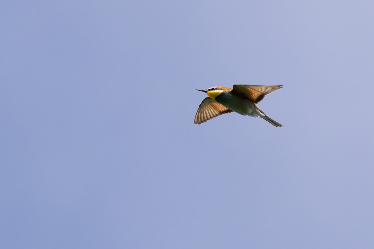 European Bee-eater - ML620205523