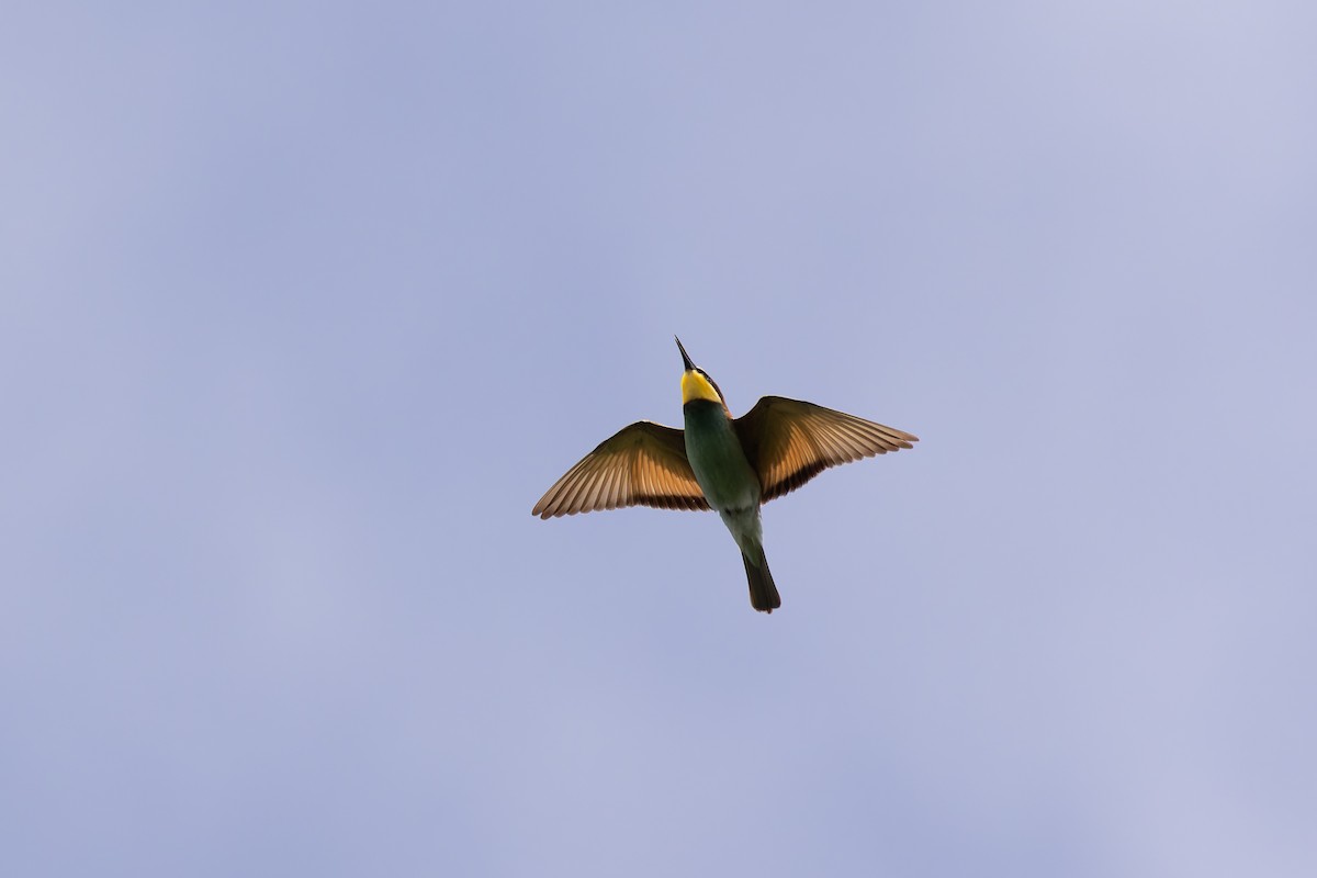 European Bee-eater - ML620205524