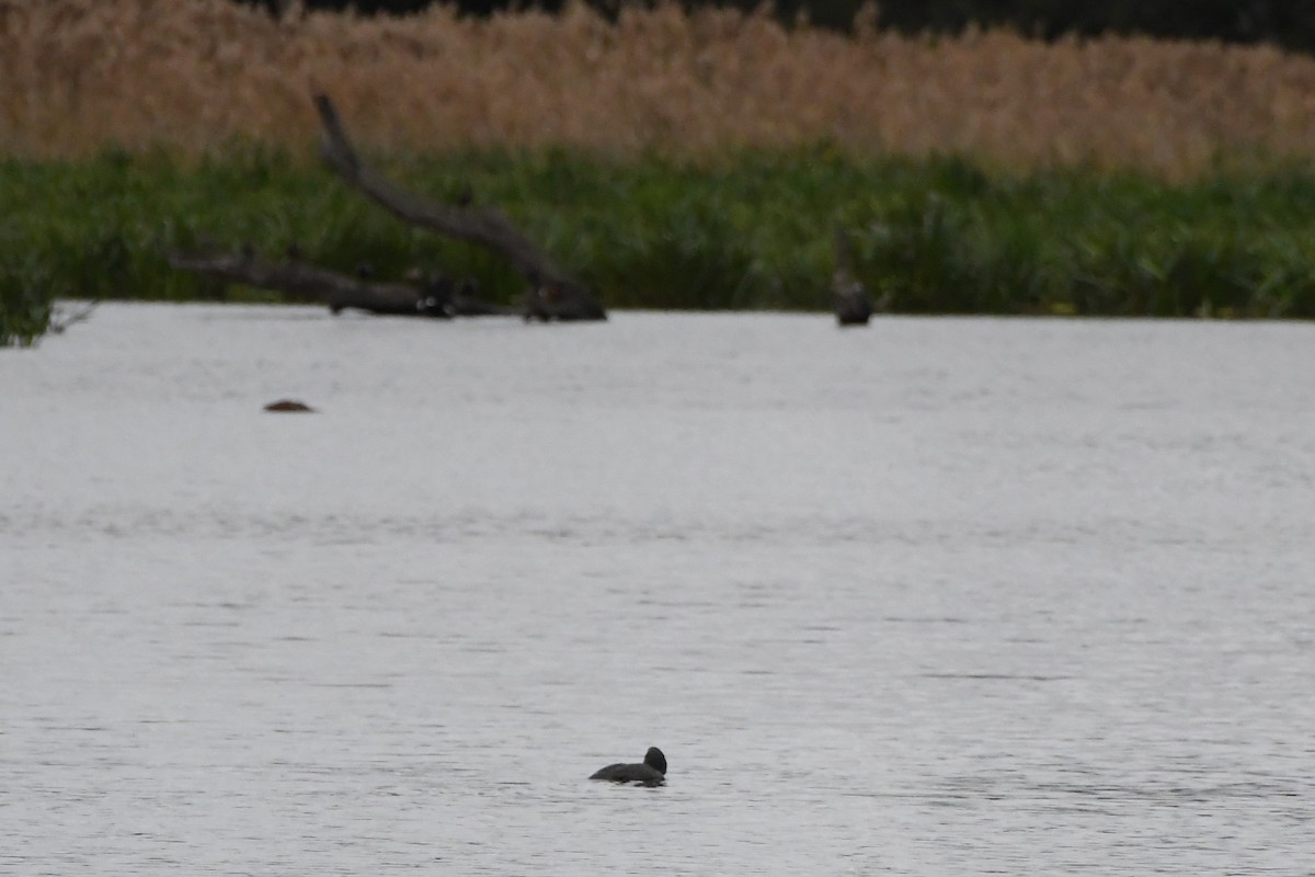 Musk Duck - ML620205525