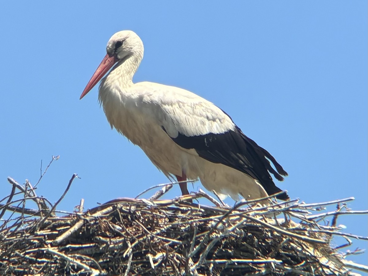 White Stork - ML620205528