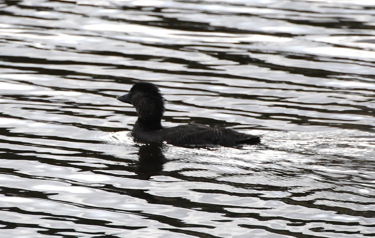 Musk Duck - ML620205530