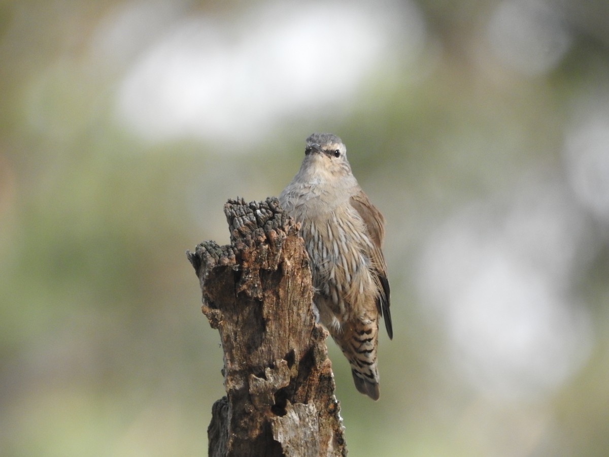 Brown Treecreeper - ML620205532