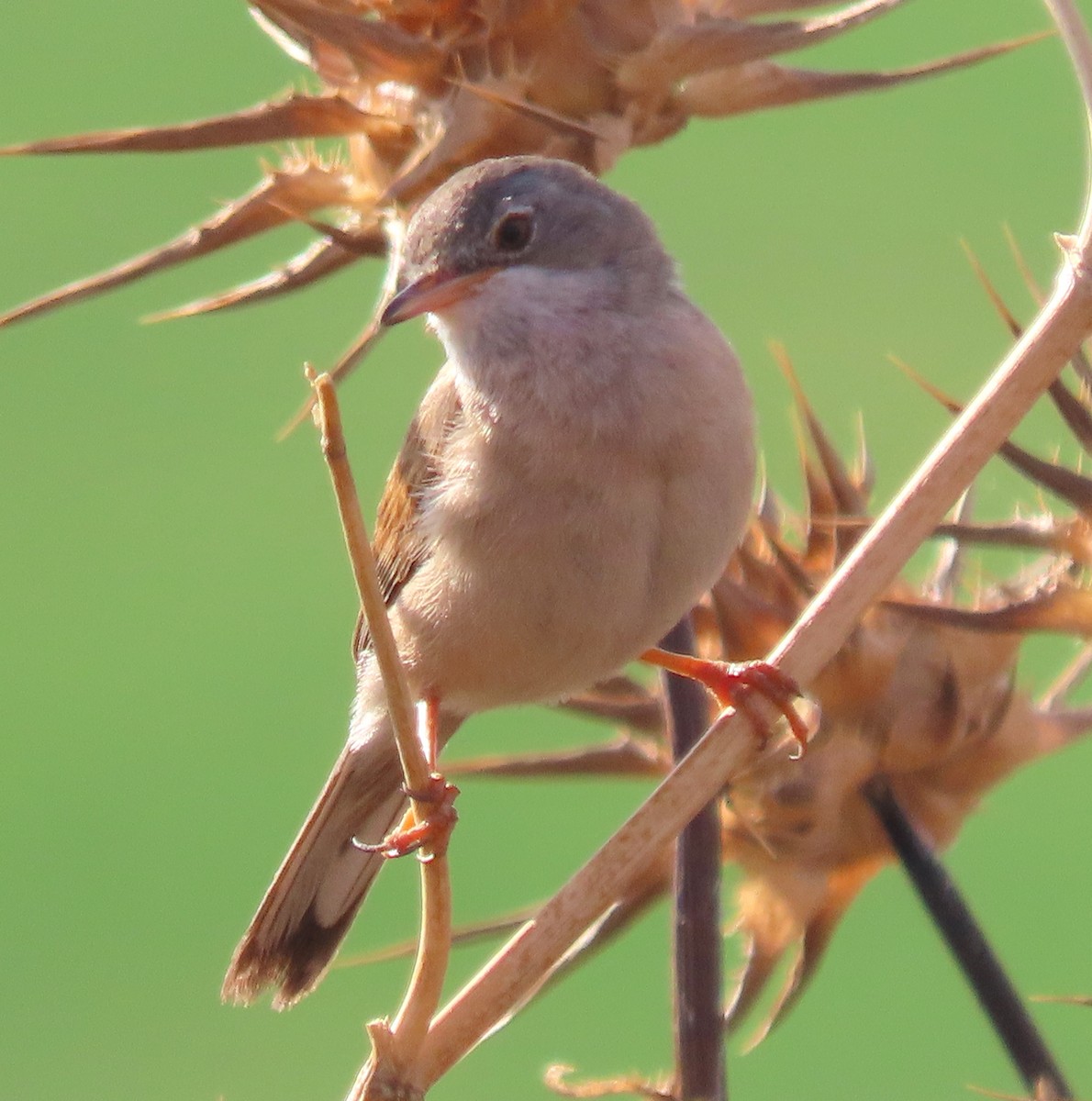 Spectacled Warbler - ML620205536