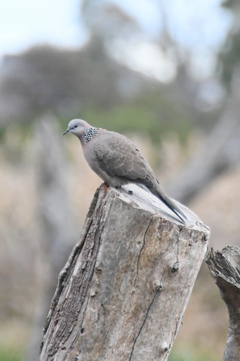 Spotted Dove (Eastern) - ML620205545
