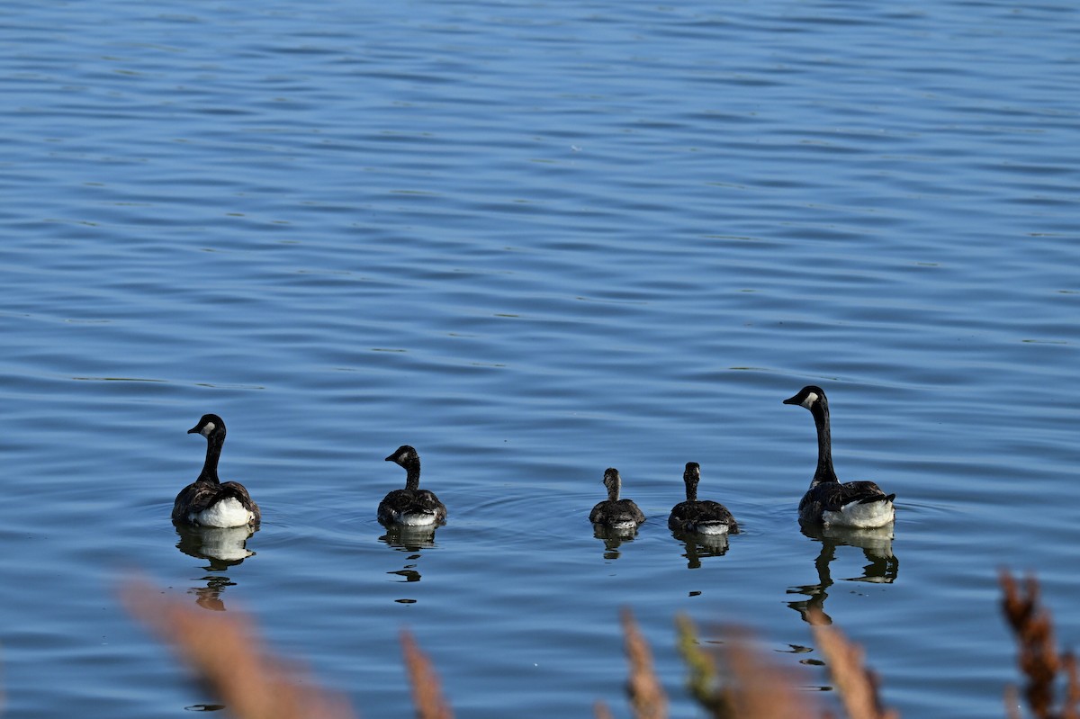 Canada Goose - ML620205548