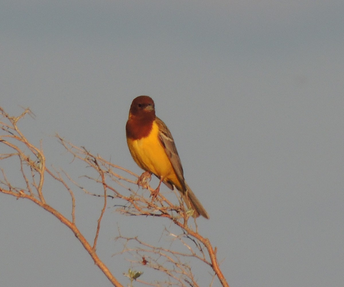 Red-headed Bunting - ML620205565