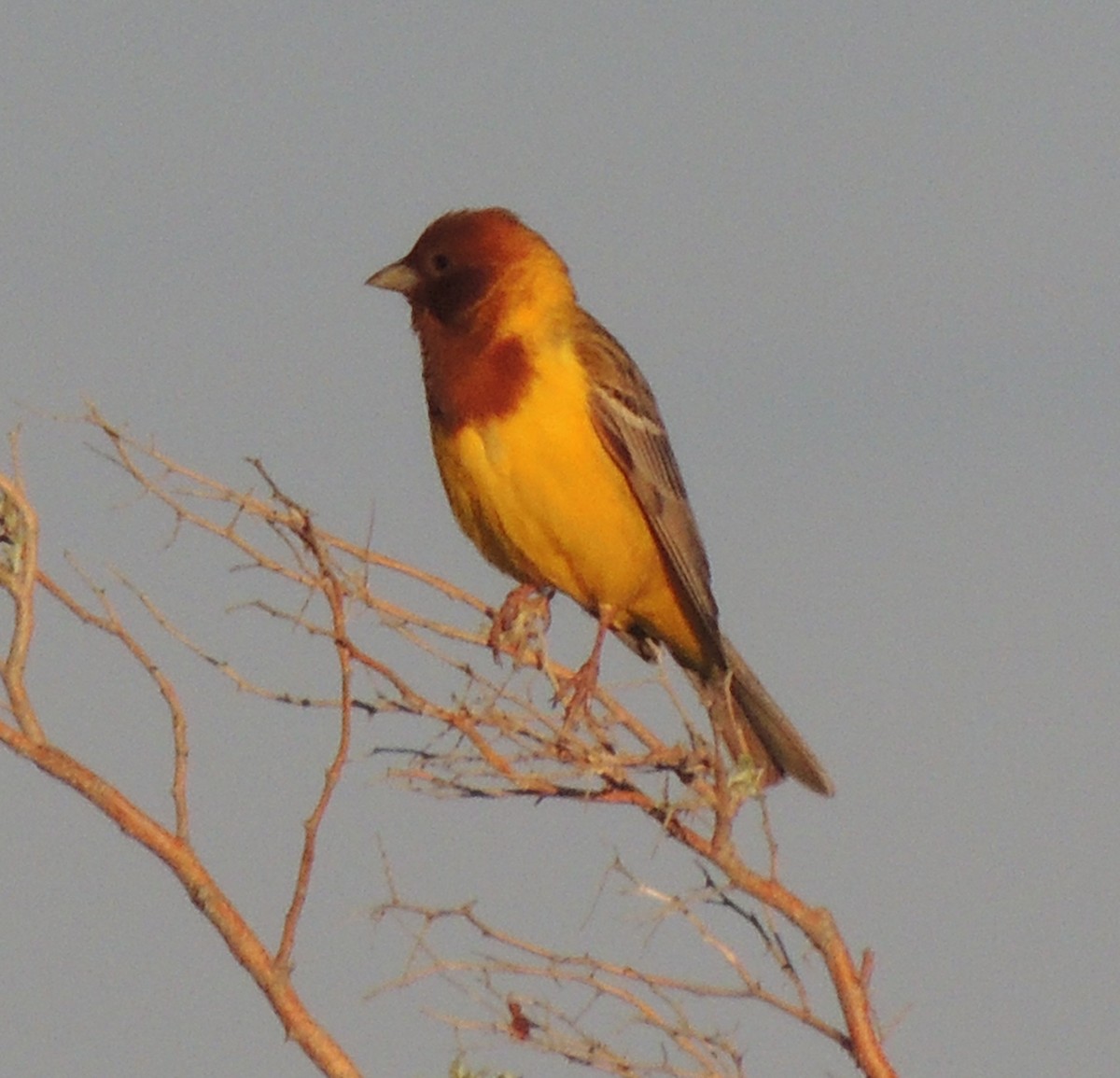 Red-headed Bunting - ML620205566