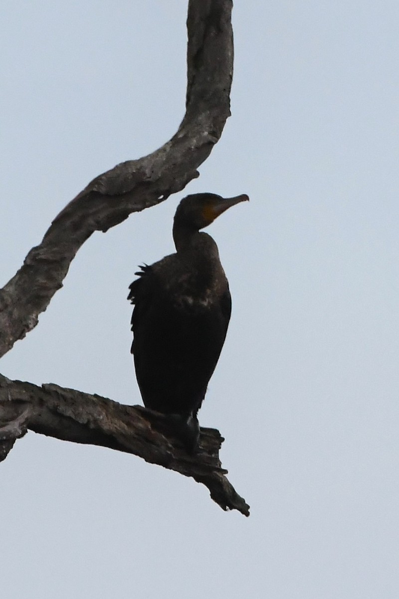 Great Cormorant - ML620205583