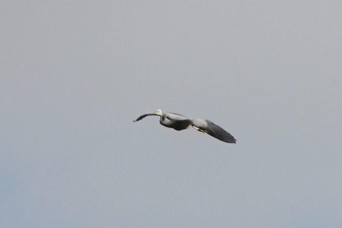 White-faced Heron - ML620205588