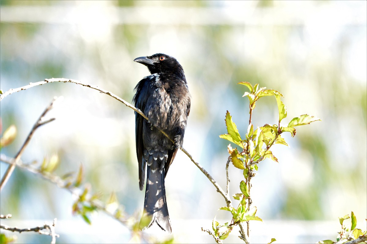 Spangled Drongo - ML620205617