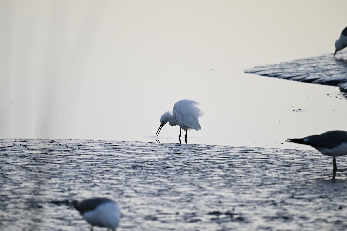 Snowy Egret - ML620205629