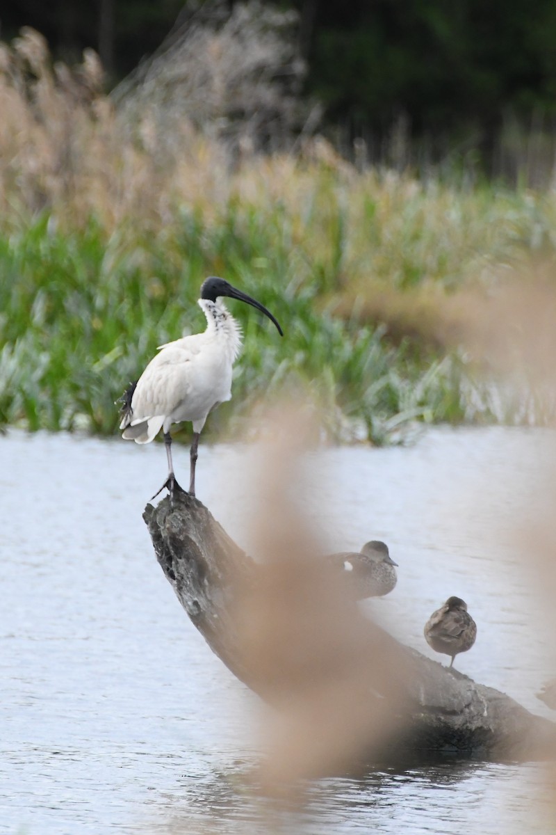 Ibis à cou noir - ML620205633