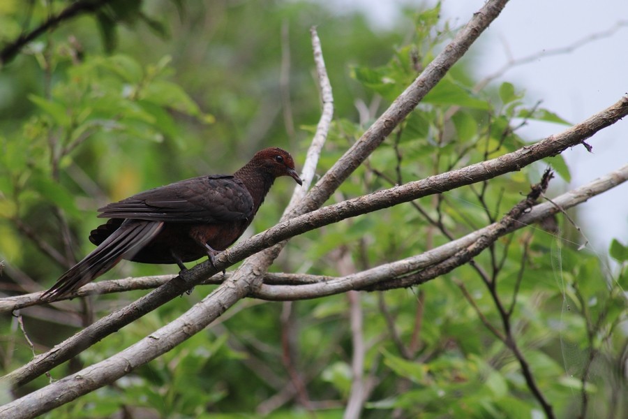 Philippine Cuckoo-Dove - ML620205634