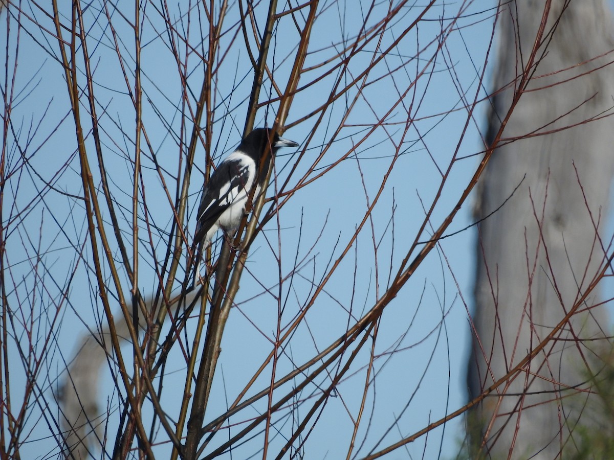 Pied Butcherbird - ML620205642