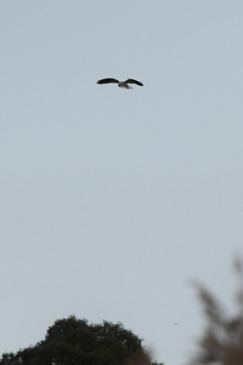 Black-shouldered Kite - ML620205644