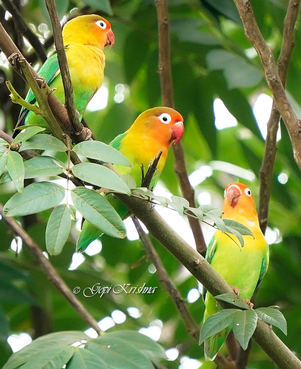 Fischer's Lovebird - ML620205645