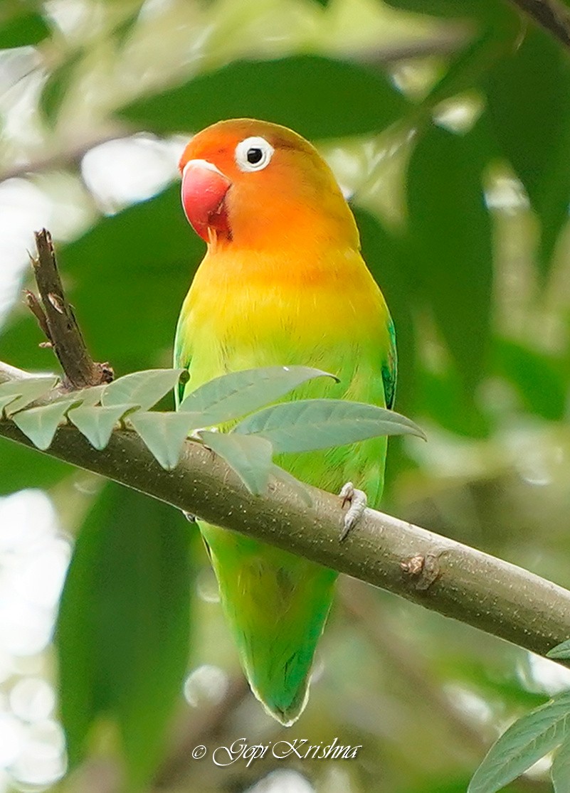 Fischer's Lovebird - ML620205646