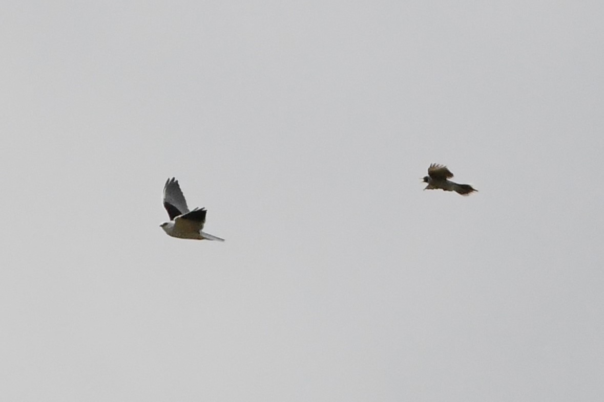 Black-shouldered Kite - ML620205649