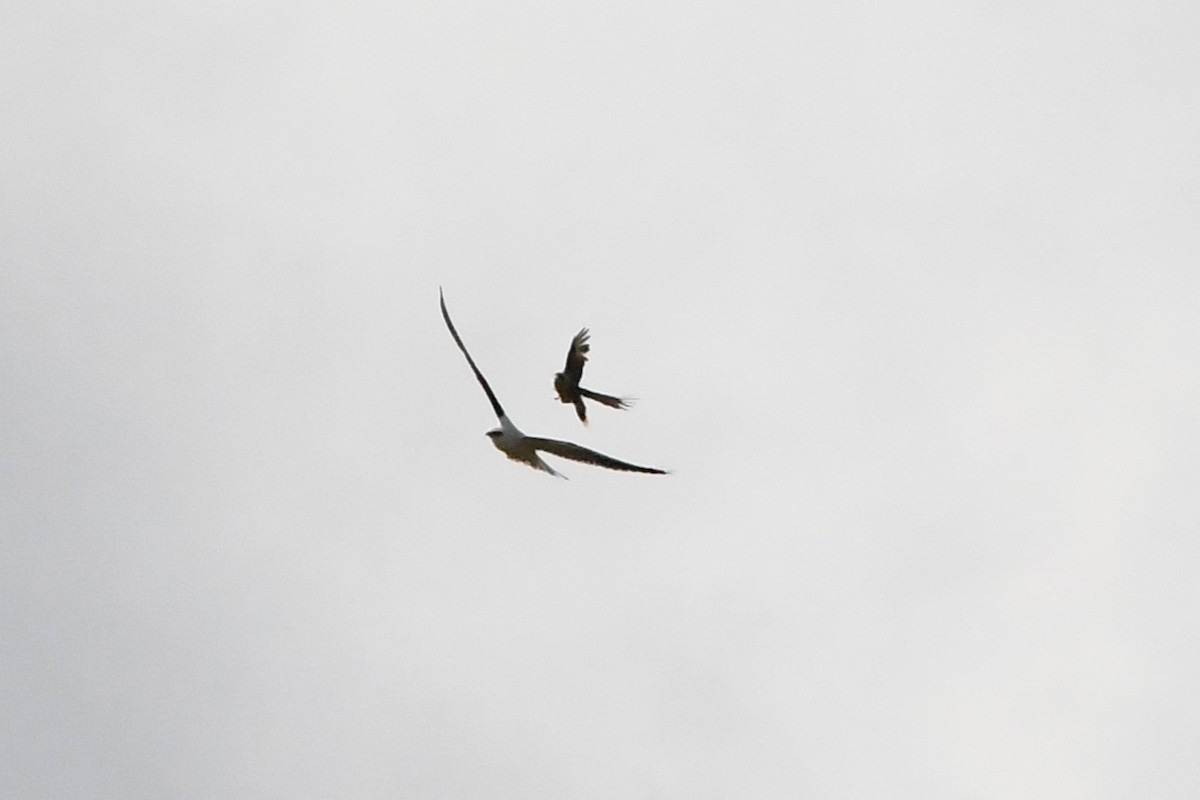 Black-shouldered Kite - ML620205651