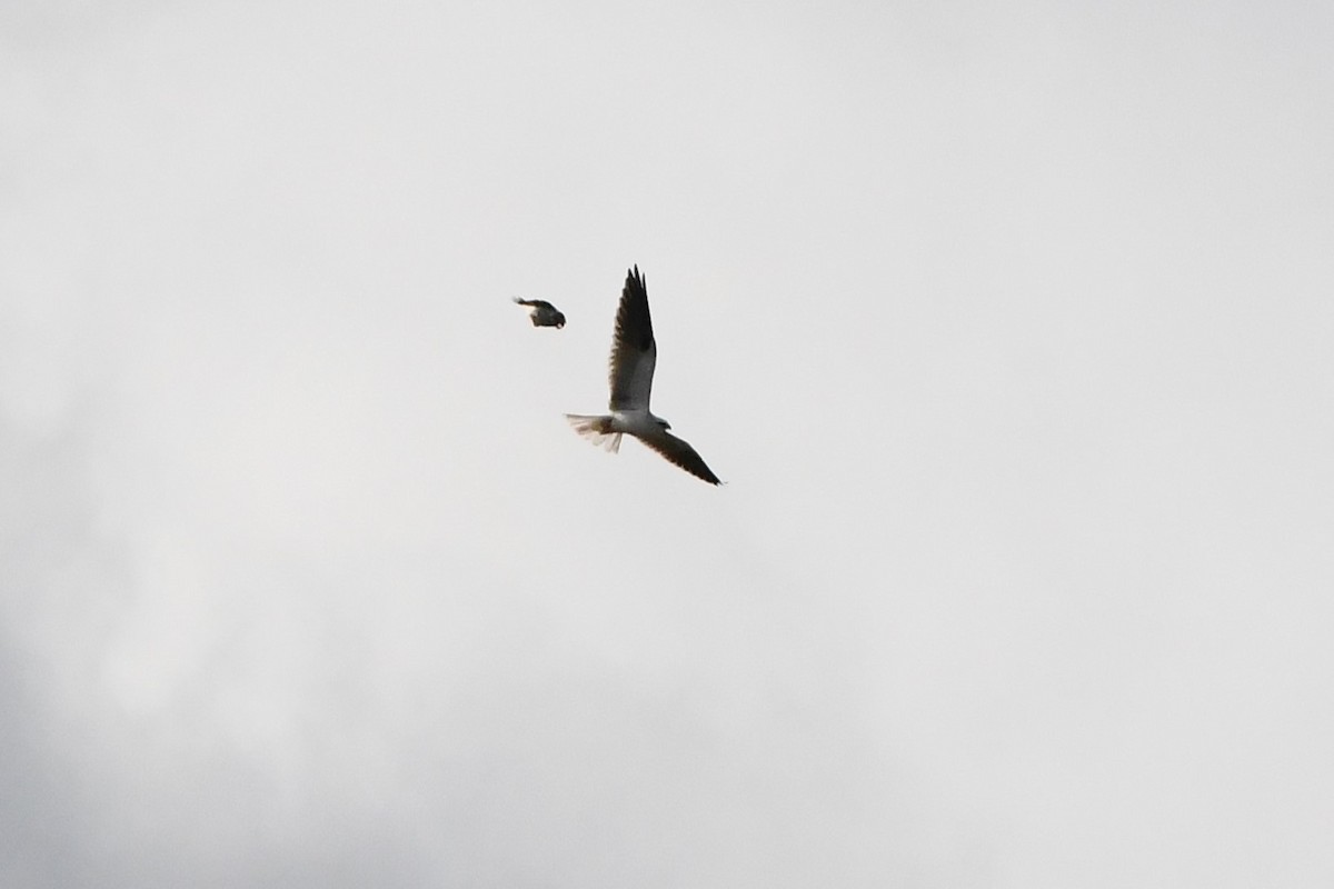 Black-shouldered Kite - ML620205652