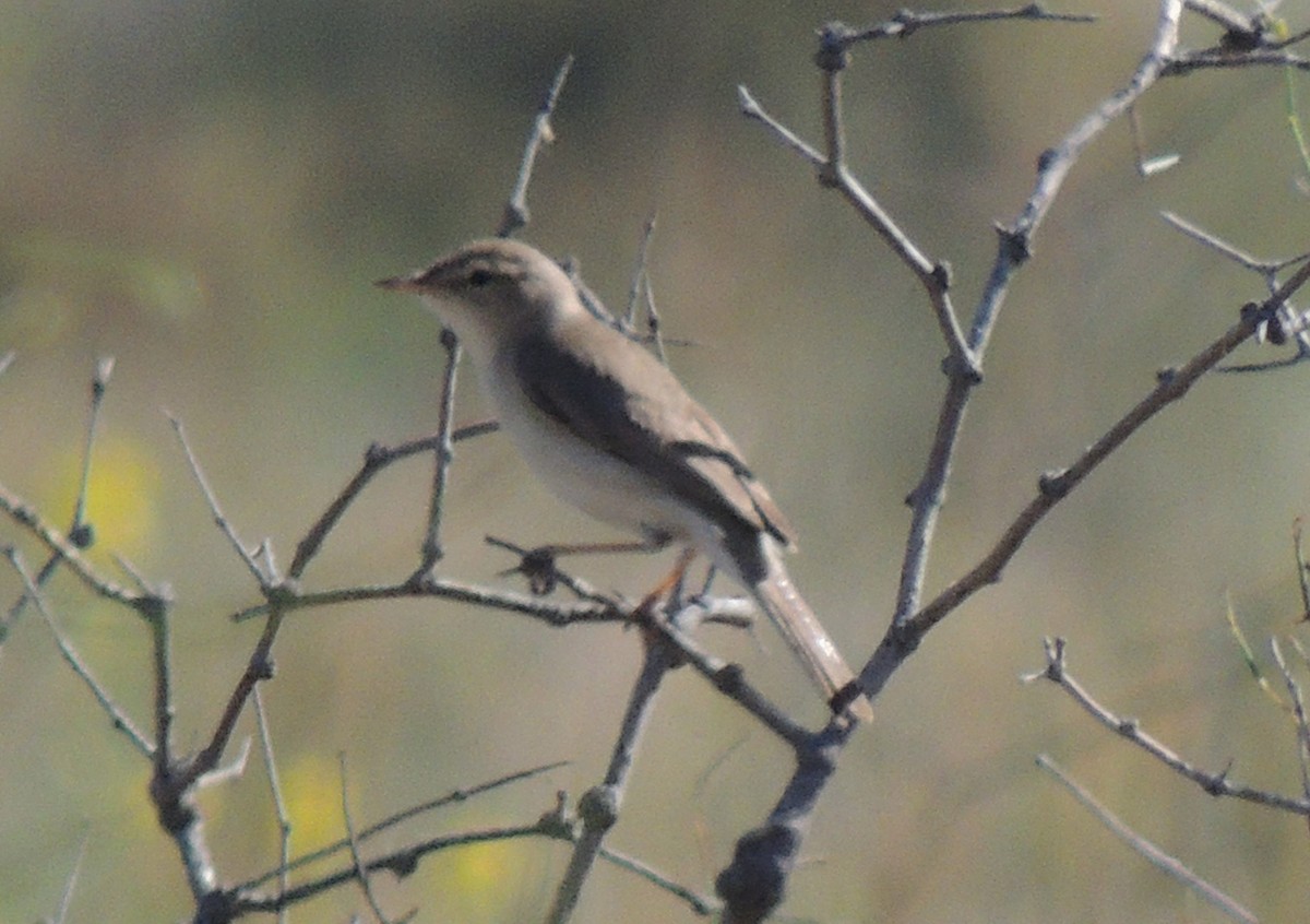 Sykes's Warbler - ML620205656