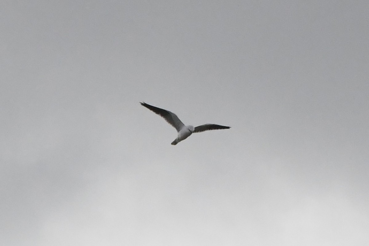 Black-shouldered Kite - ML620205659