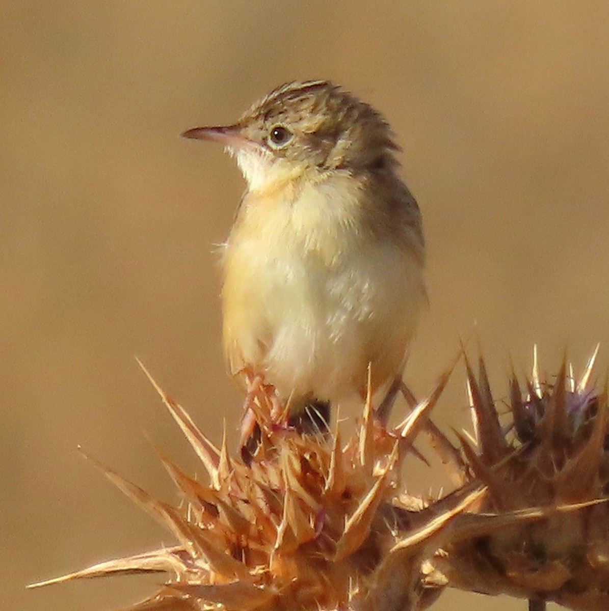 Zitting Cisticola - ML620205660