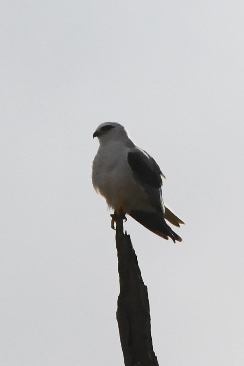 Black-shouldered Kite - ML620205661