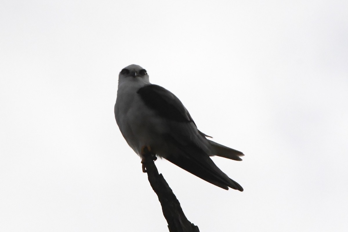 Black-shouldered Kite - ML620205669