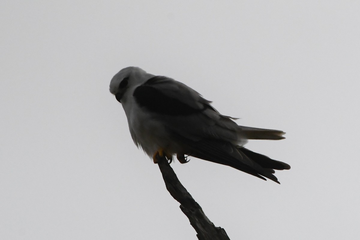 Black-shouldered Kite - ML620205670