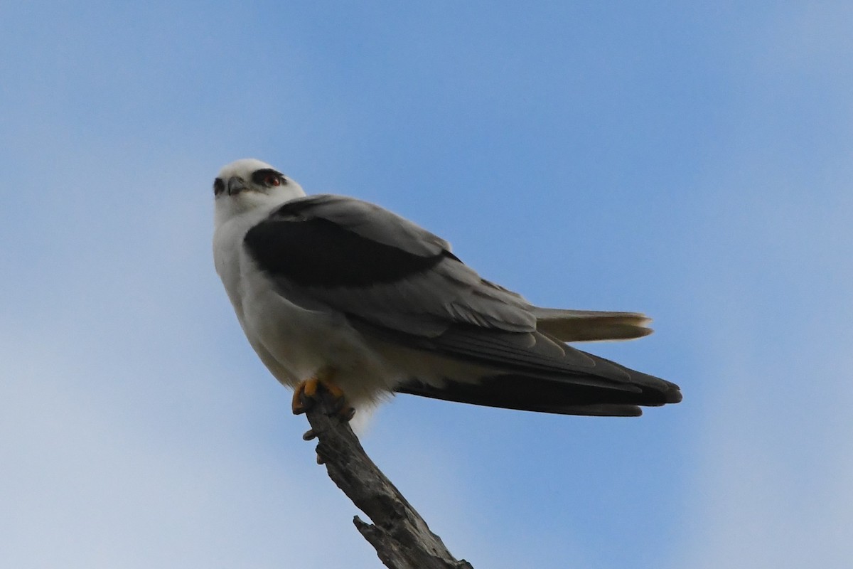 Black-shouldered Kite - ML620205673