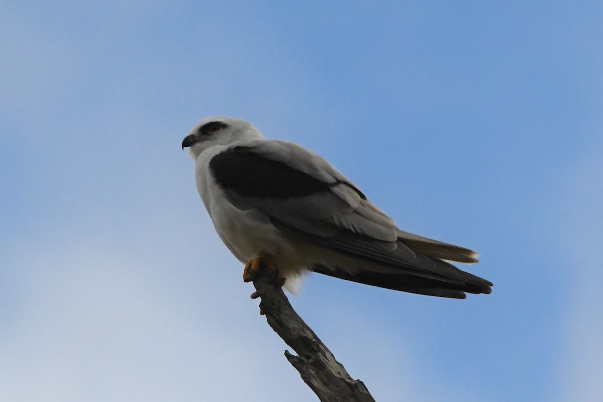 Black-shouldered Kite - ML620205674