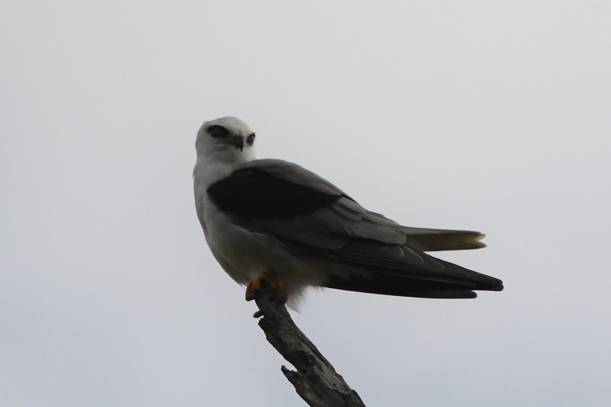 Black-shouldered Kite - ML620205675