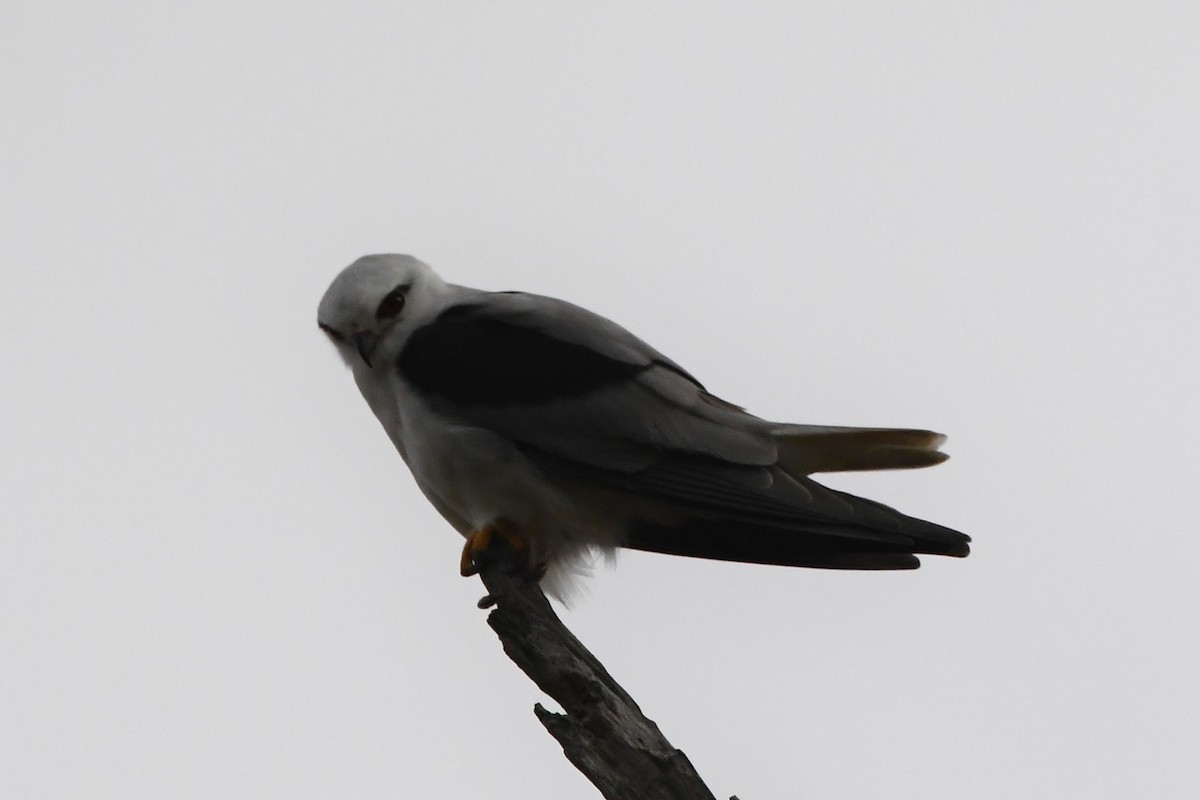 Black-shouldered Kite - ML620205676