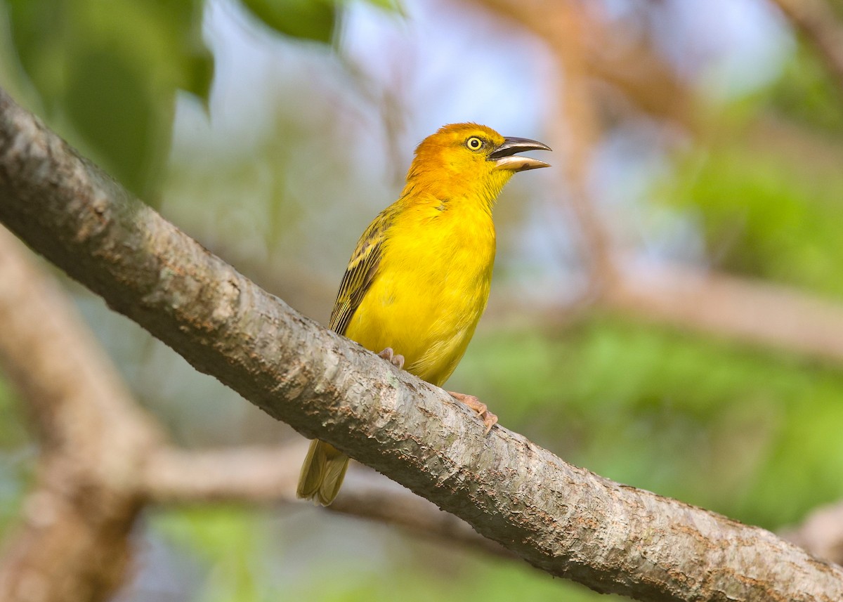 Principe Golden-Weaver - ML620205677