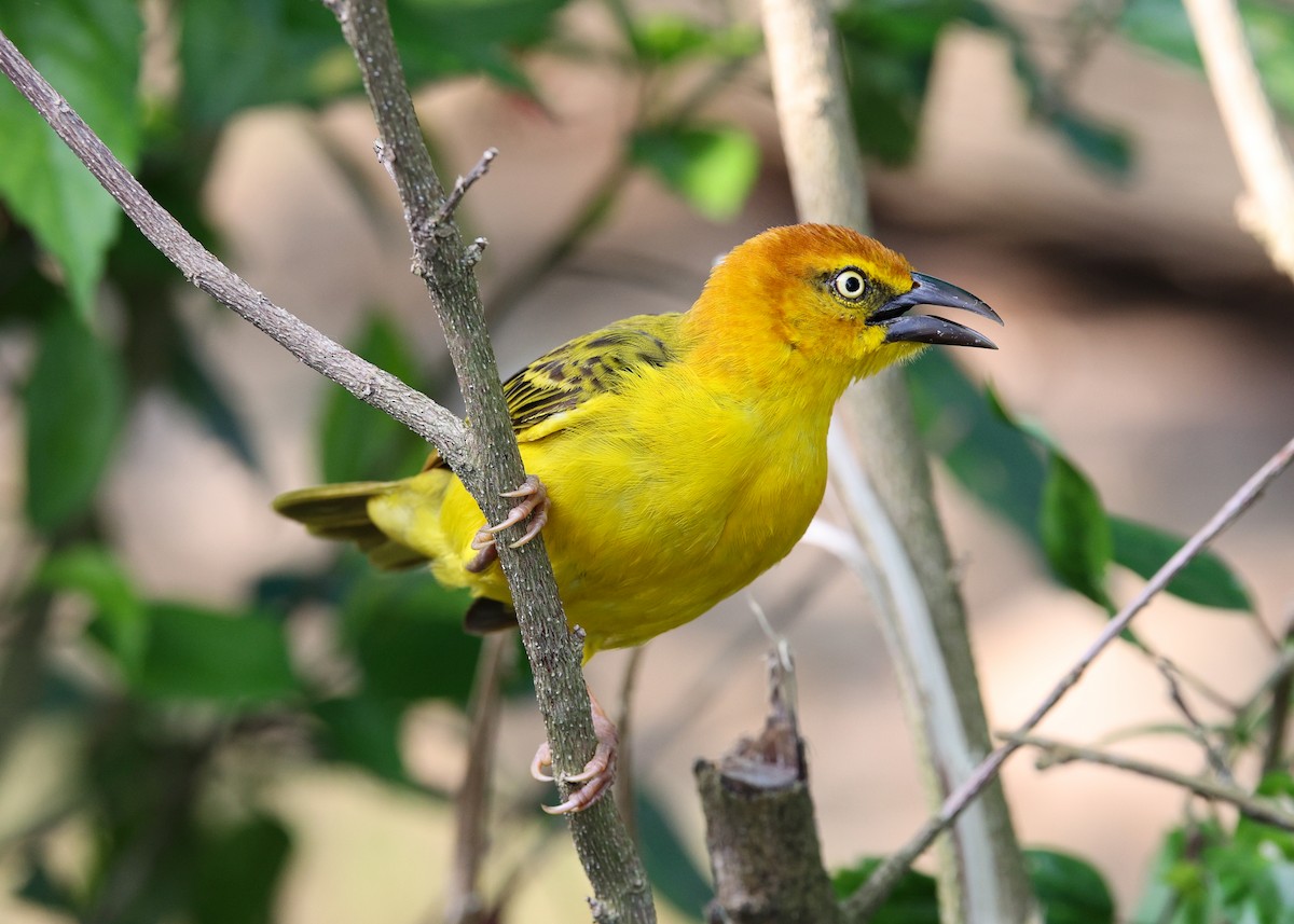 Principe Golden-Weaver - ML620205683