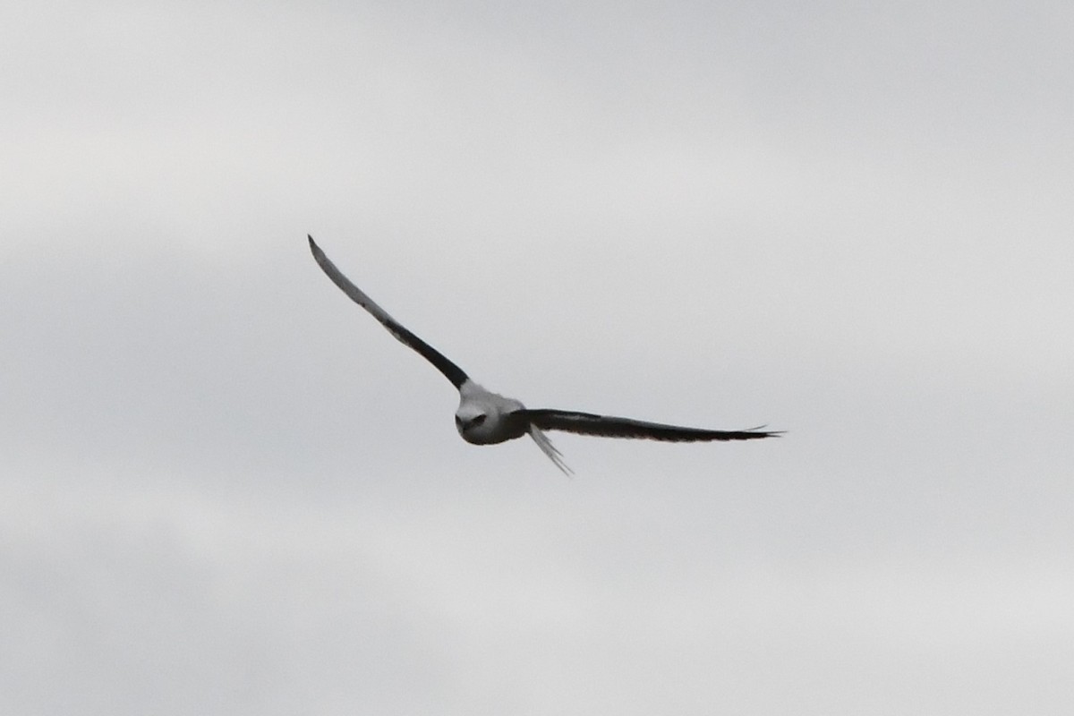 Black-shouldered Kite - ML620205689