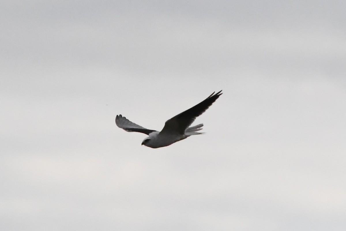 Black-shouldered Kite - ML620205693