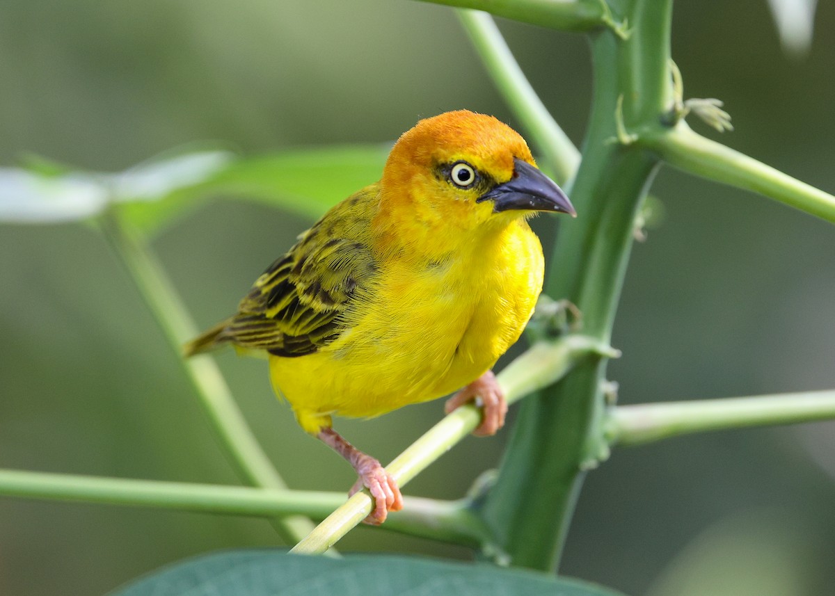 Principe Golden-Weaver - ML620205700