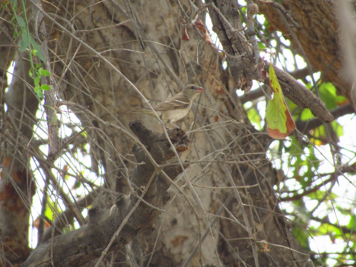 Yellow-throated Sparrow - ML620205708