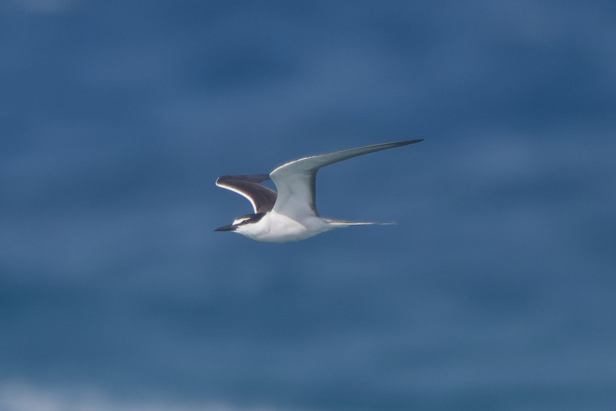 Bridled Tern - ML620205713