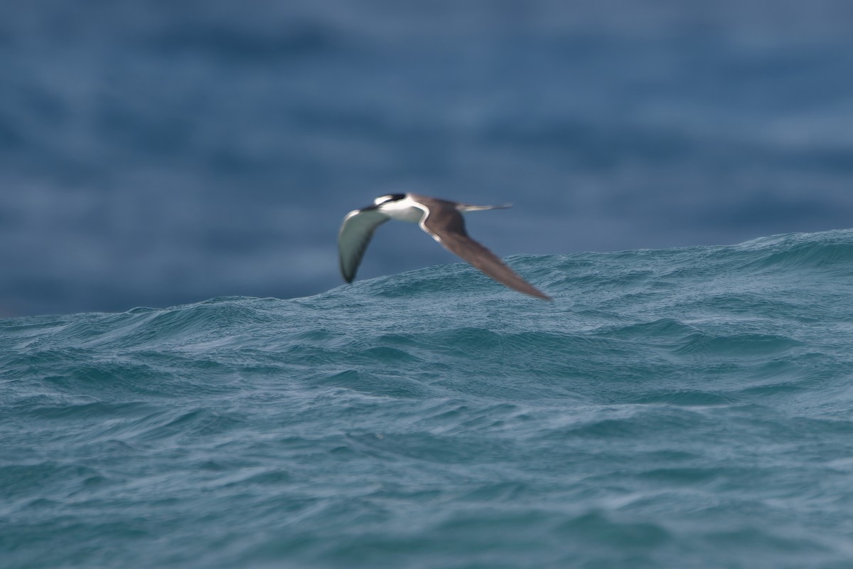 Bridled Tern - ML620205714